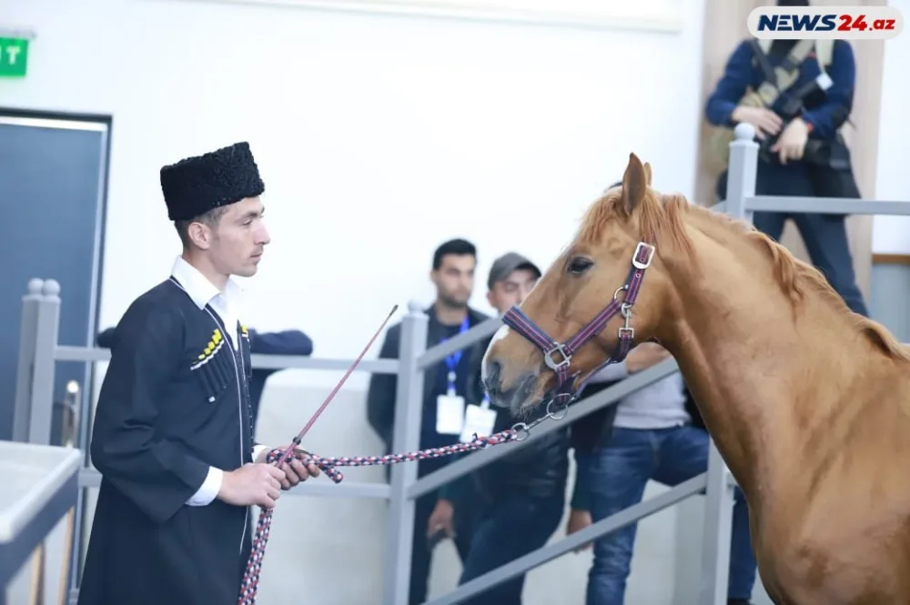 Qarabağın 30 min manatlıq cins atı “Sultan”ı - HEÇ KİM ALMADI - FOTO/VİDEO