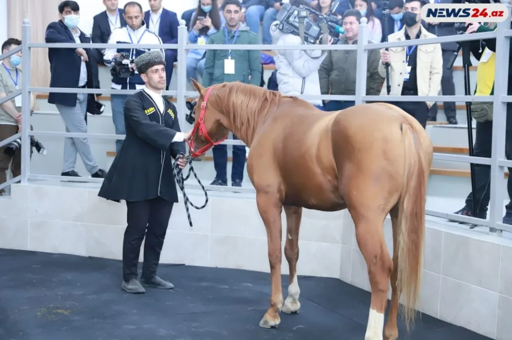 Qarabağın 30 min manatlıq cins atı “Sultan”ı - HEÇ KİM ALMADI - FOTO/VİDEO