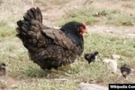 Azərbaycanda qonşular toyuğa görə dalaşdı – - Cinayət işi açıldı