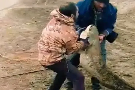 Azərbaycanda kanaldan tilovla nəhəng balıq tutuldu - FOTO