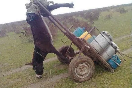 Azərbaycanda sərxoş sürücü uzunqulaq arabasını vurdu – - ÖLƏN VAR