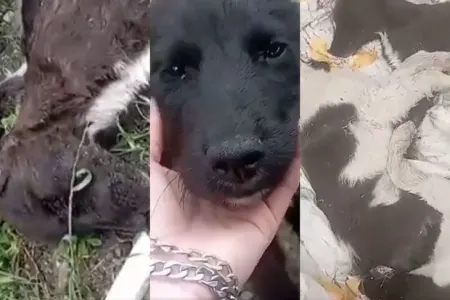 Azərbaycanda itləri kütləvi şəkildə öldürdülər - VİDEO