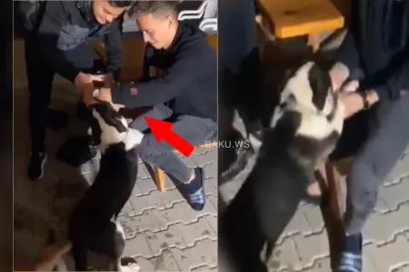 İtə ağlasığmaz işgəncə: - ZORLA SPİRTLİ İÇKİ İÇİRTDİLƏR - VİDEO