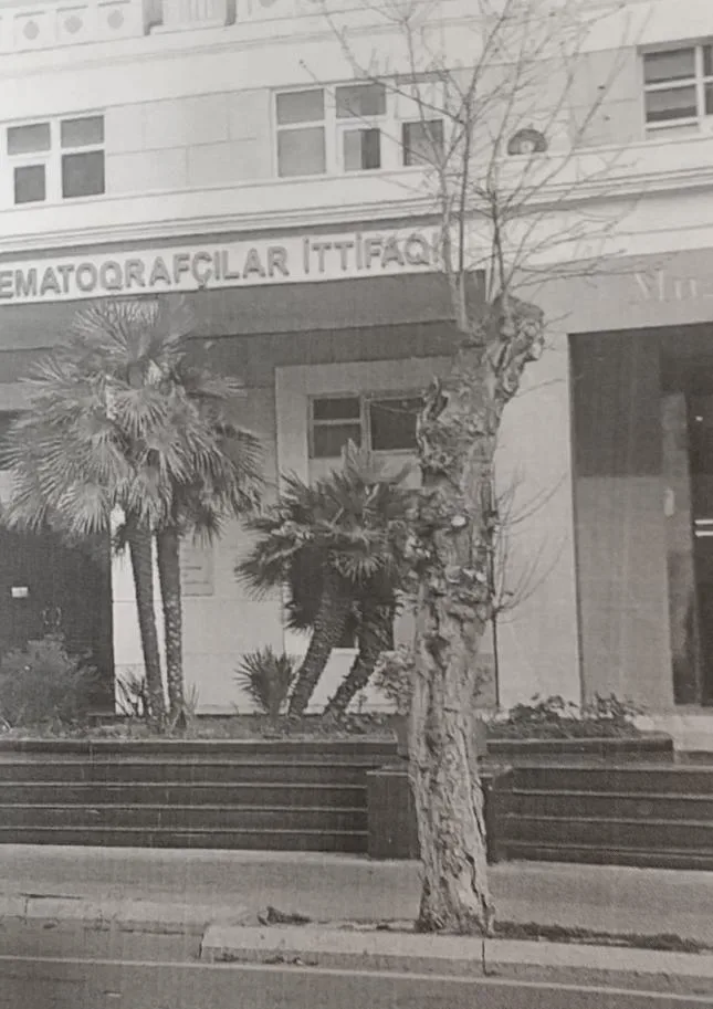 Dövlət Ekoloji Təhlükəsizlik Xidməti ağacların kəsilməsinə münasibət bildirdi - -FOTO