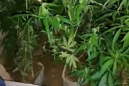 Narkotacirdən 26 kiloqram çətənə kolu və marixuana aşkarlandı - VİDEO