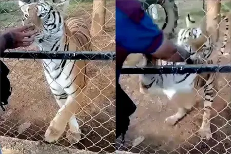 Pələngi sığallamaq istəyən zoopark işçisinin qorxudan ürəyi partladı - FOTO/VİDEO