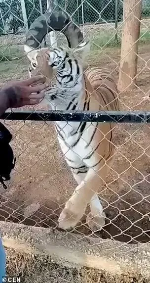 Pələngi sığallamaq istəyən zoopark işçisinin qorxudan ürəyi partladı - FOTO/VİDEO