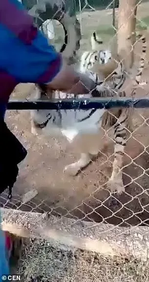 Pələngi sığallamaq istəyən zoopark işçisinin qorxudan ürəyi partladı - FOTO/VİDEO