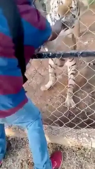 Pələngi sığallamaq istəyən zoopark işçisinin qorxudan ürəyi partladı - FOTO/VİDEO