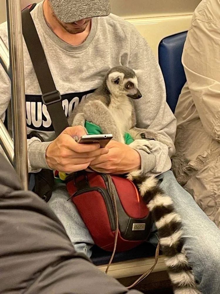 Lemur metro ilə səyahət etdi - FOTOLAR