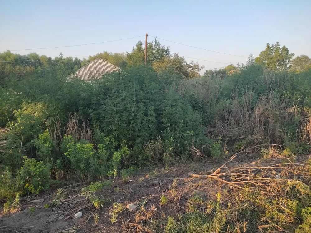 Ağdaşda 2 ton 300 kiloqram narkotik tərkibli bitki məhv edildi
