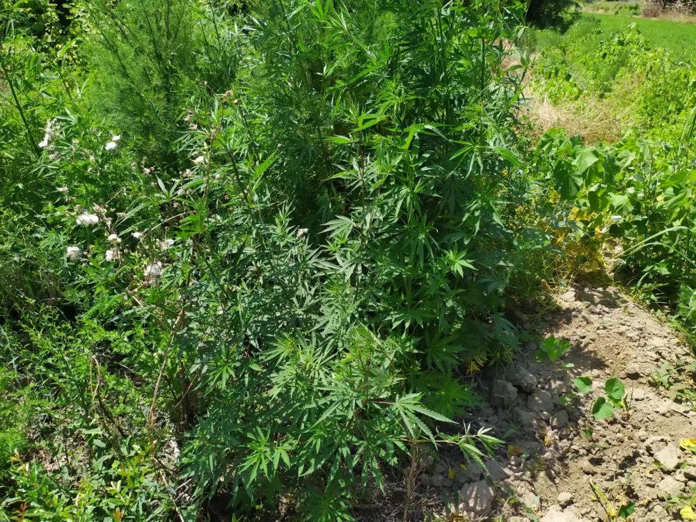 Ağdaşda 2 ton 300 kiloqram narkotik tərkibli bitki məhv edildi