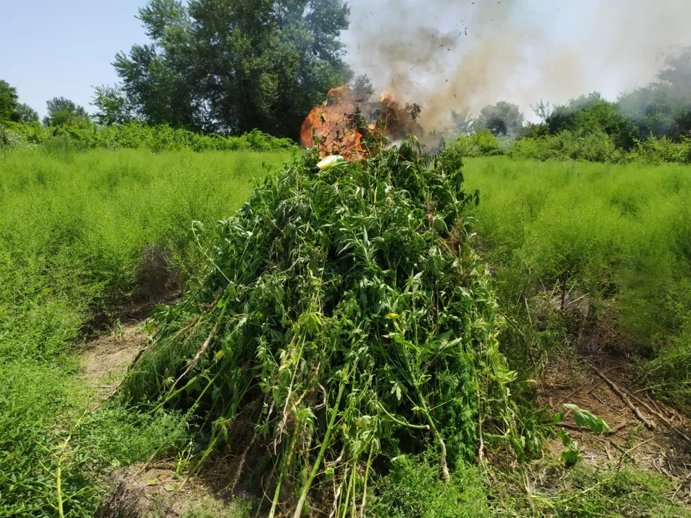 Ağdaşda 2 ton 300 kiloqram narkotik tərkibli bitki məhv edildi