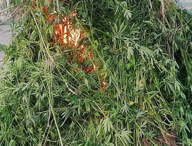 Ağdaşda 2 ton 300 kiloqram narkotik tərkibli bitki məhv edildi