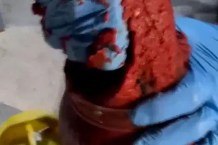 Tomatın içindən "patı" çıxdı - VİDEO