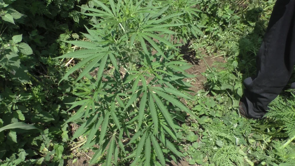 İcarəyə götürdüyü torpaqda narkotik yetişdirən şəxs saxlanıldı