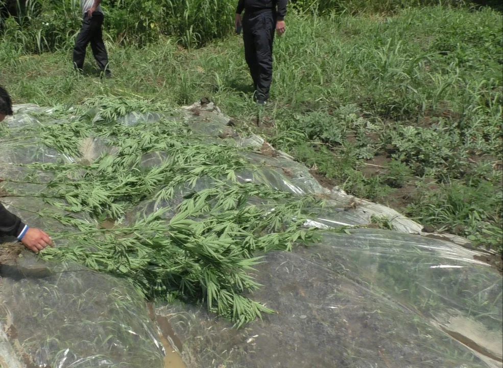 İcarəyə götürdüyü torpaqda narkotik yetişdirən şəxs saxlanıldı