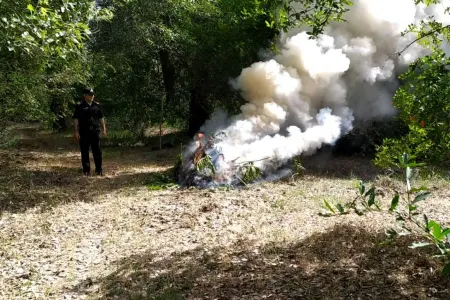 Zərdabda 1 tondan artıq çətənə məhv edildi