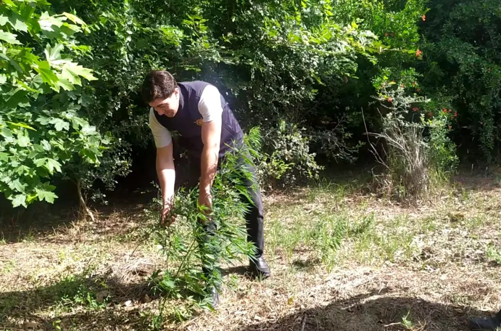 Zərdabda 1 tondan artıq çətənə məhv edildi