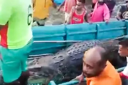 Timsahın mədəsindən kişi cəsədi çıxarıldı