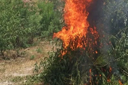 Zəngilanda 1 tondan artıq çətənə kolu - MƏHV EDİLDİ