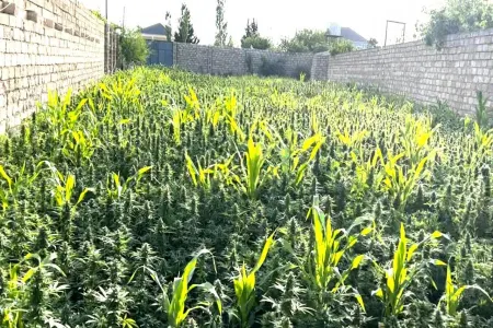 Sabunçuda narkotik satışı ilə məşğul olan 60 nəfər TUTULDU - VİDEO/FOTO