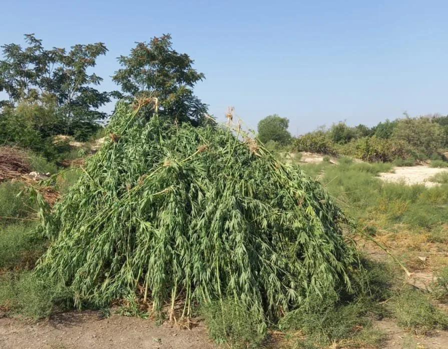 1 tondan artıq çətənə kolu yandırıldı