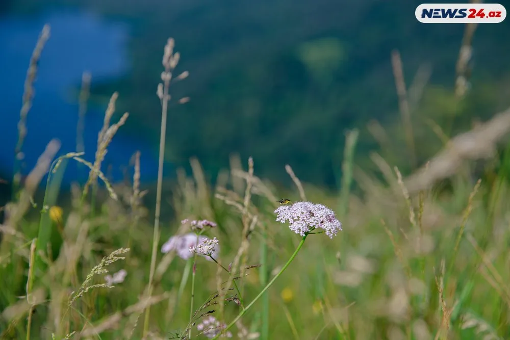 Başımın üstü Kəpəz, ayağımın altı Göygöl- "Azərbaycanın mirvarisi"ndən - FOTOREPORTAJ