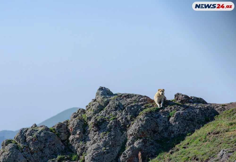 Başımın üstü Kəpəz, ayağımın altı Göygöl- "Azərbaycanın mirvarisi"ndən - FOTOREPORTAJ