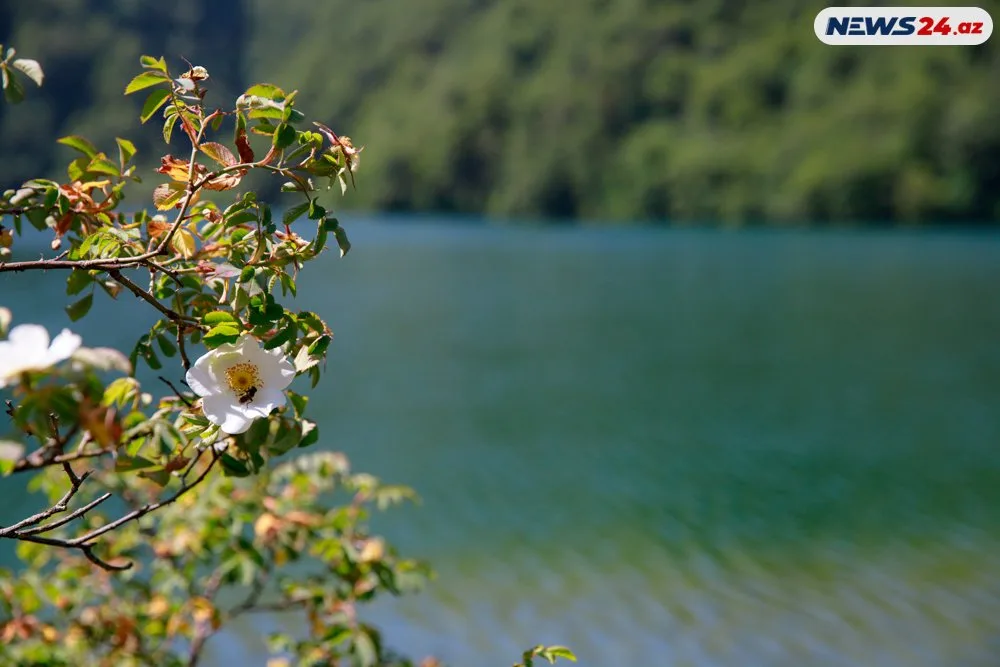 Başımın üstü Kəpəz, ayağımın altı Göygöl- "Azərbaycanın mirvarisi"ndən - FOTOREPORTAJ
