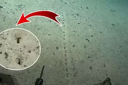 Okeanın dibində SİRLİ KƏŞF