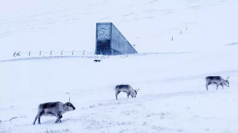"Qiyamət anbarı" - Hamının görmək istədiyi məkanın sirri nədədir?