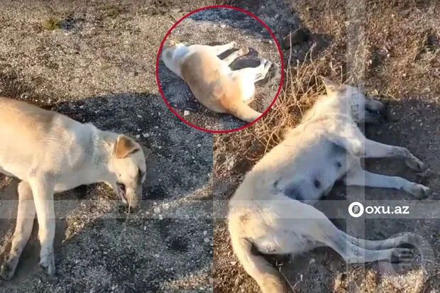 Sumqayıtda sahibsiz itləri zəhərlədilər? - -FOTO