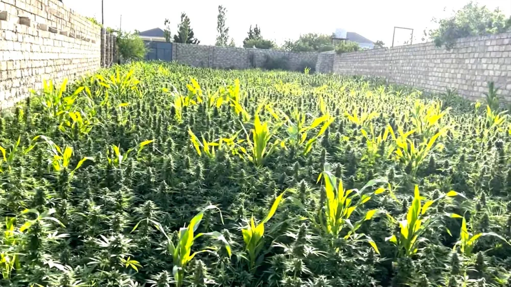 Sabunçu polisi əməliyyat keçirdi - 61 nəfər tutuldu - VİDEO/FOTO