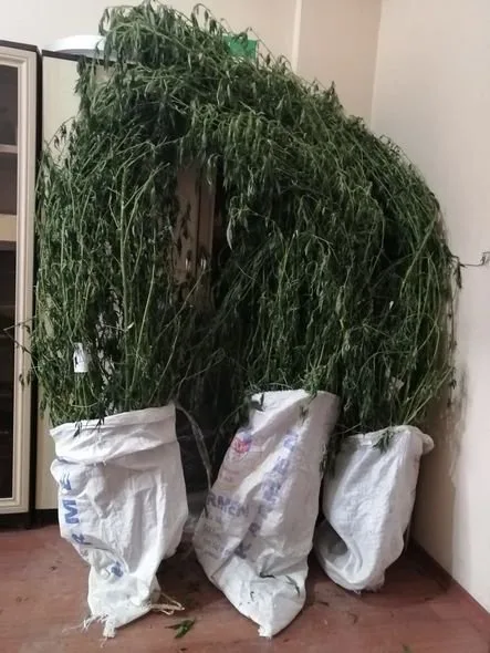 İsmayıllıda evini narkotik plantasiyasına çevirən şəxs tutuldu - FOTO