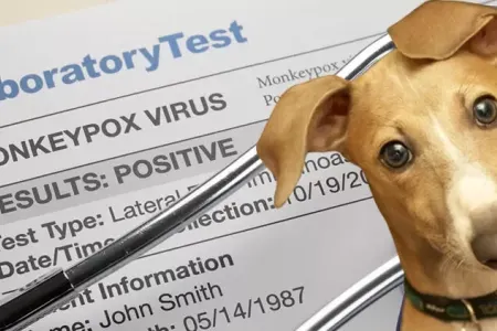 Ev heyvanı meymunçiçəyinə yoluxdu – virus mutasiyaya uğrayır