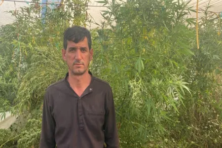 İstixanada narkotik becərən Salyan sakini saxlanıldı - FOTO