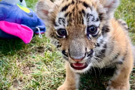 Bakı Zooparkında pələng dünyaya gəlib - FOTO