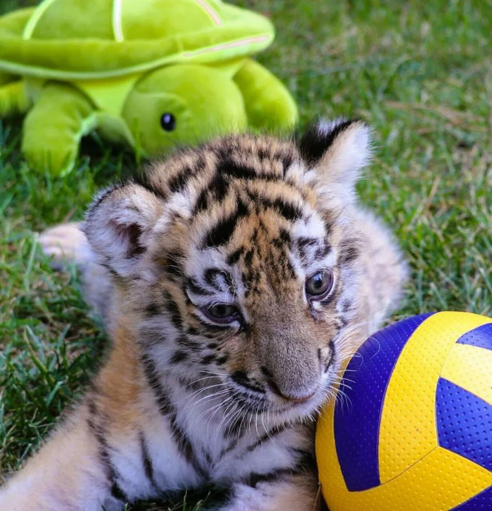 Bakı Zooparkında pələng dünyaya gəlib - FOTO