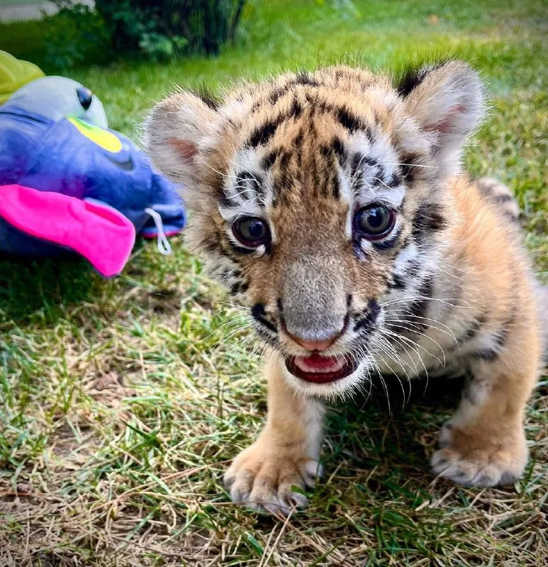 Bakı Zooparkında pələng dünyaya gəlib - FOTO