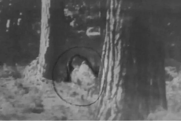 İllər öncə görünən qorxulu varlıq yenidən peyda oldu: - insanlar təşvişə düşdü - FOTO