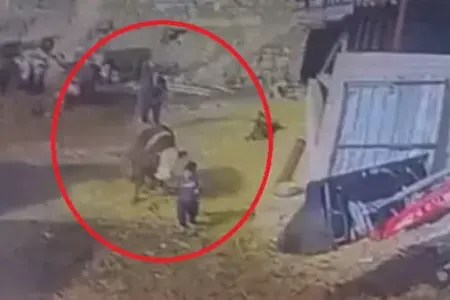 8 yaşlı oğlunu öküz hücumundan xilas etdi - ANBAAN VİDEO