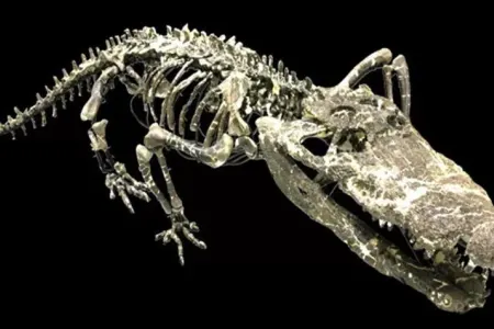 Dinozavrlarla birgə yaşamış nəhəng timsah aşkar edildi