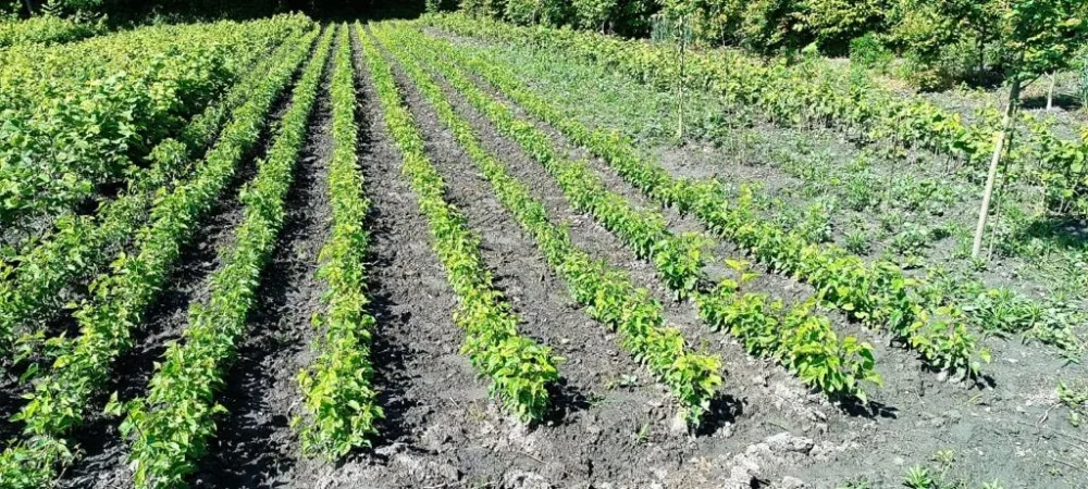 15 hektar sahədə meşəbərpa tədbirləri aparılır - FOTOLAR