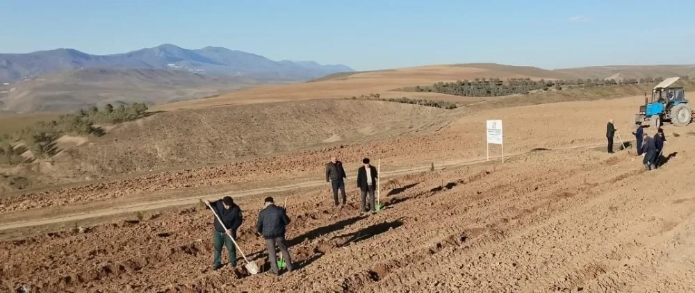 15 hektar sahədə meşəbərpa tədbirləri aparılır - FOTOLAR