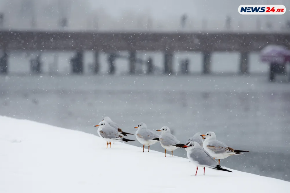 Bakıda ilin ilk qarı - FOTOREPORTAJ