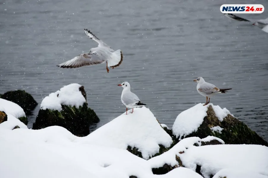 Bakıda ilin ilk qarı - FOTOREPORTAJ
