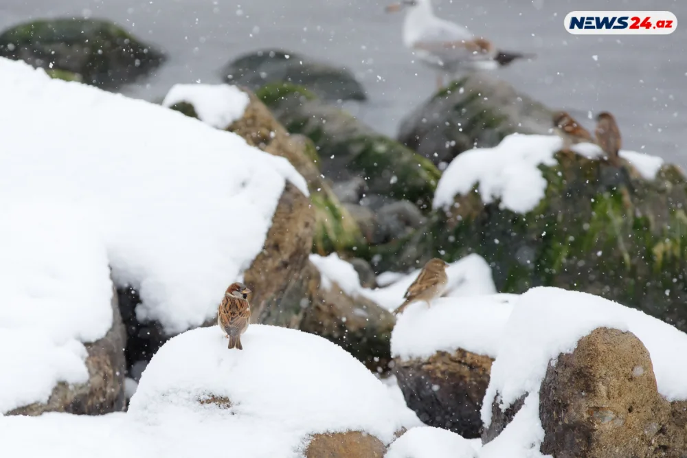 Bakıda ilin ilk qarı - FOTOREPORTAJ