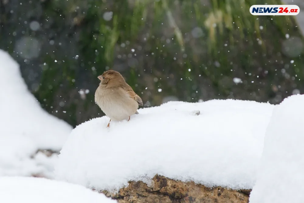 Bakıda ilin ilk qarı - FOTOREPORTAJ