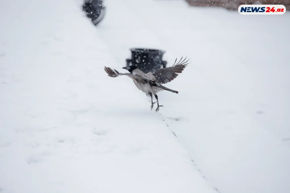 Bakıda ilin ilk qarı - FOTOREPORTAJ